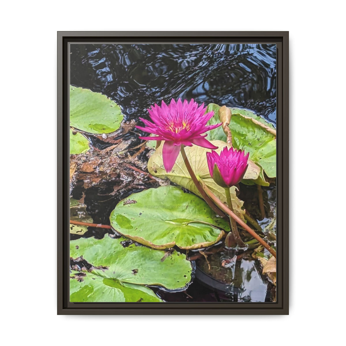 Pink Water Lily Matte Canvas Print (Framed)