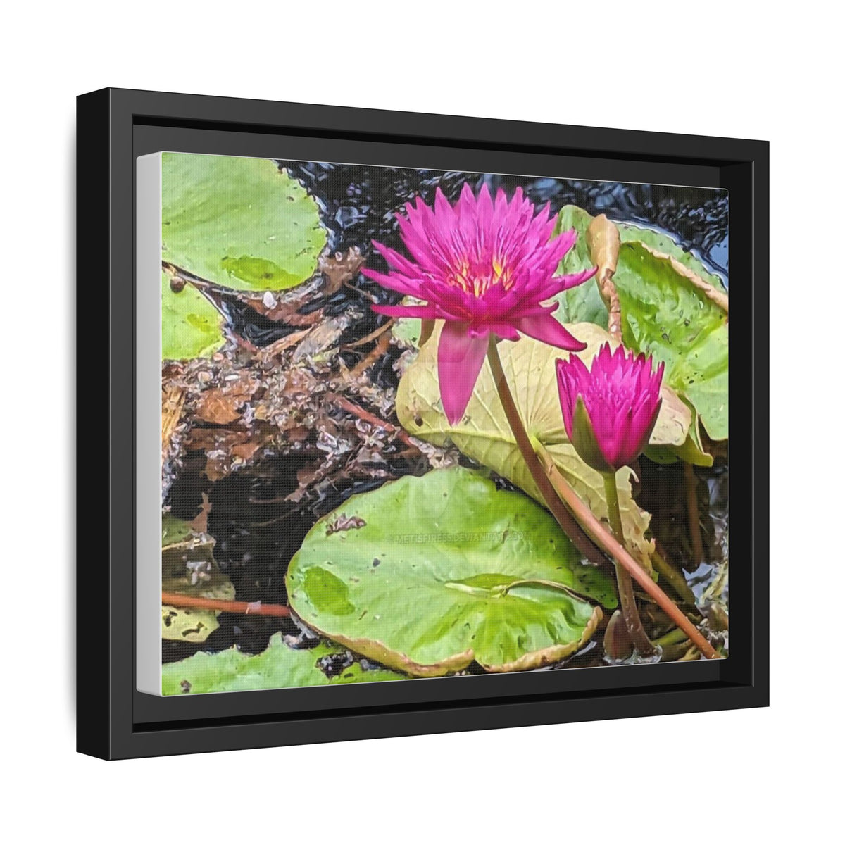 Pink Water Lily Matte Canvas Print (Framed)