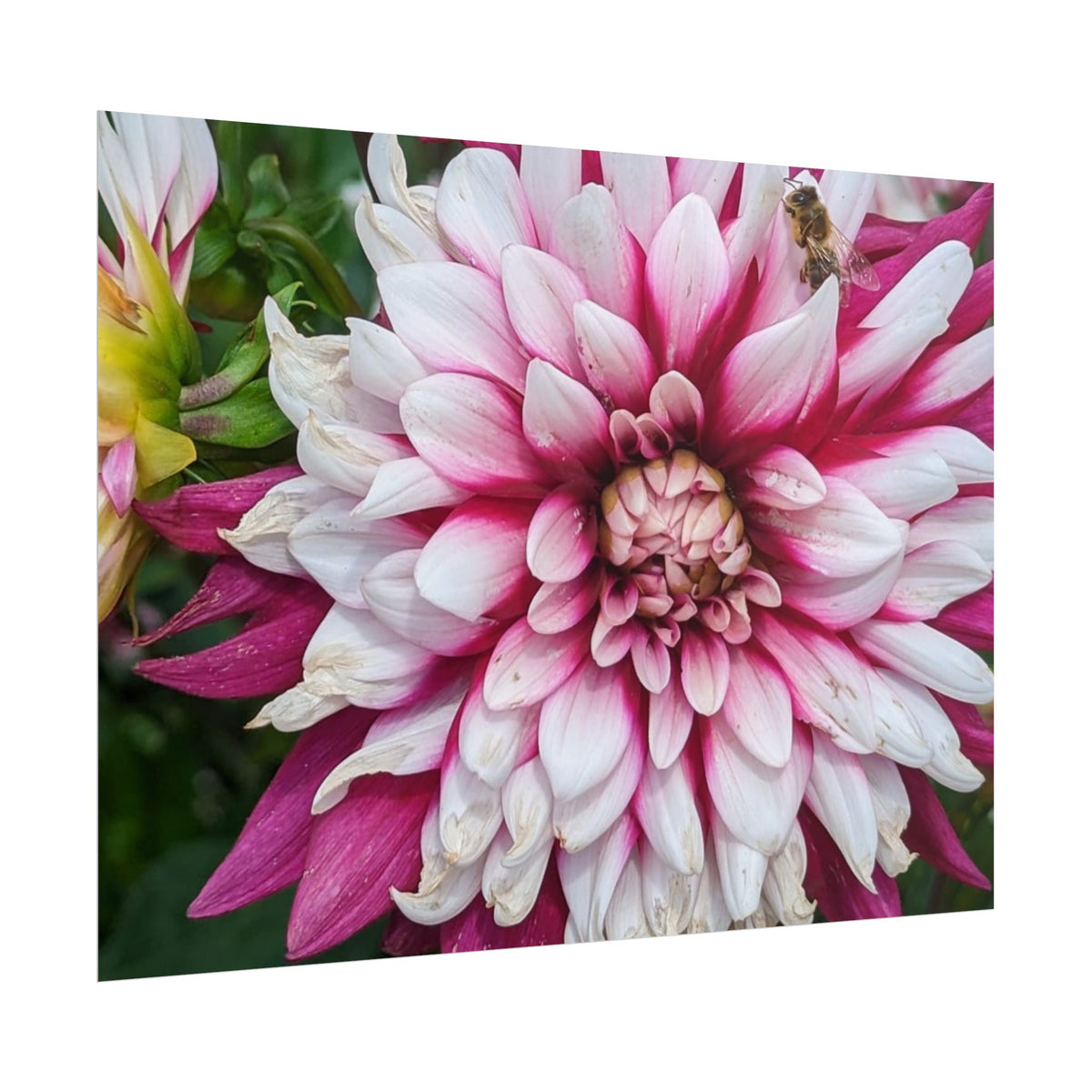 Dahlia Botanical Rolled Poster — Pink & White Floral Wall Art