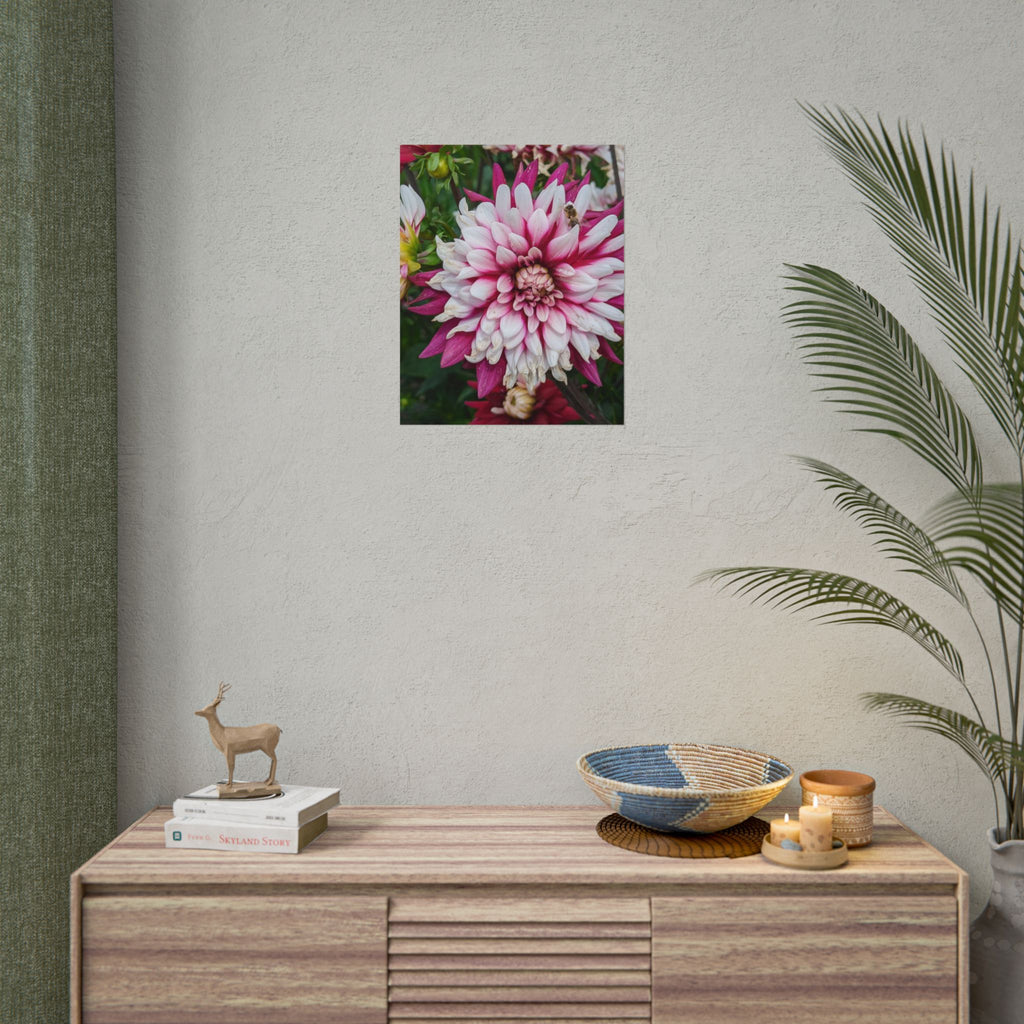 Dahlia Botanical Rolled Poster — Pink & White Floral Wall Art