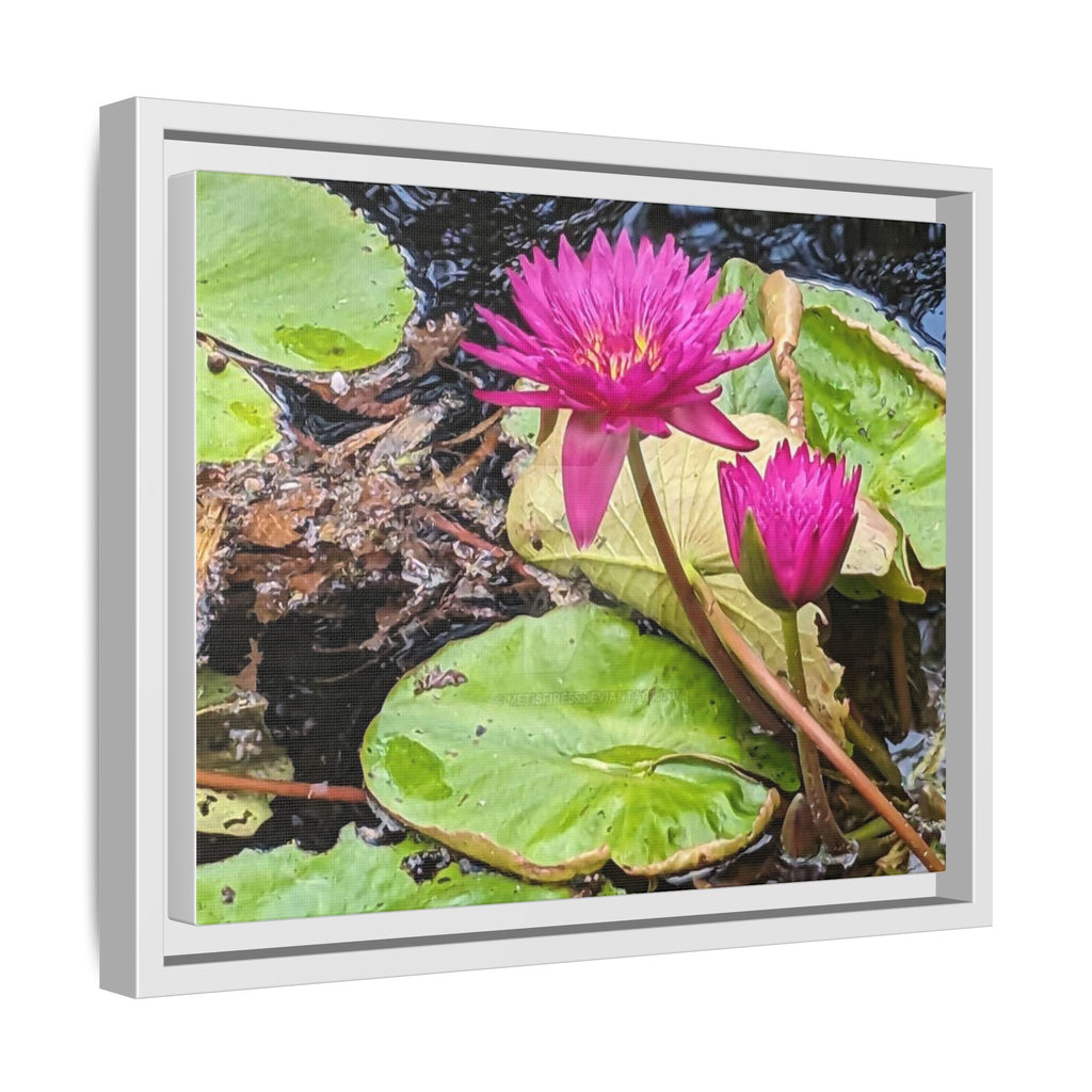 Pink Water Lily Matte Canvas Print (Framed)