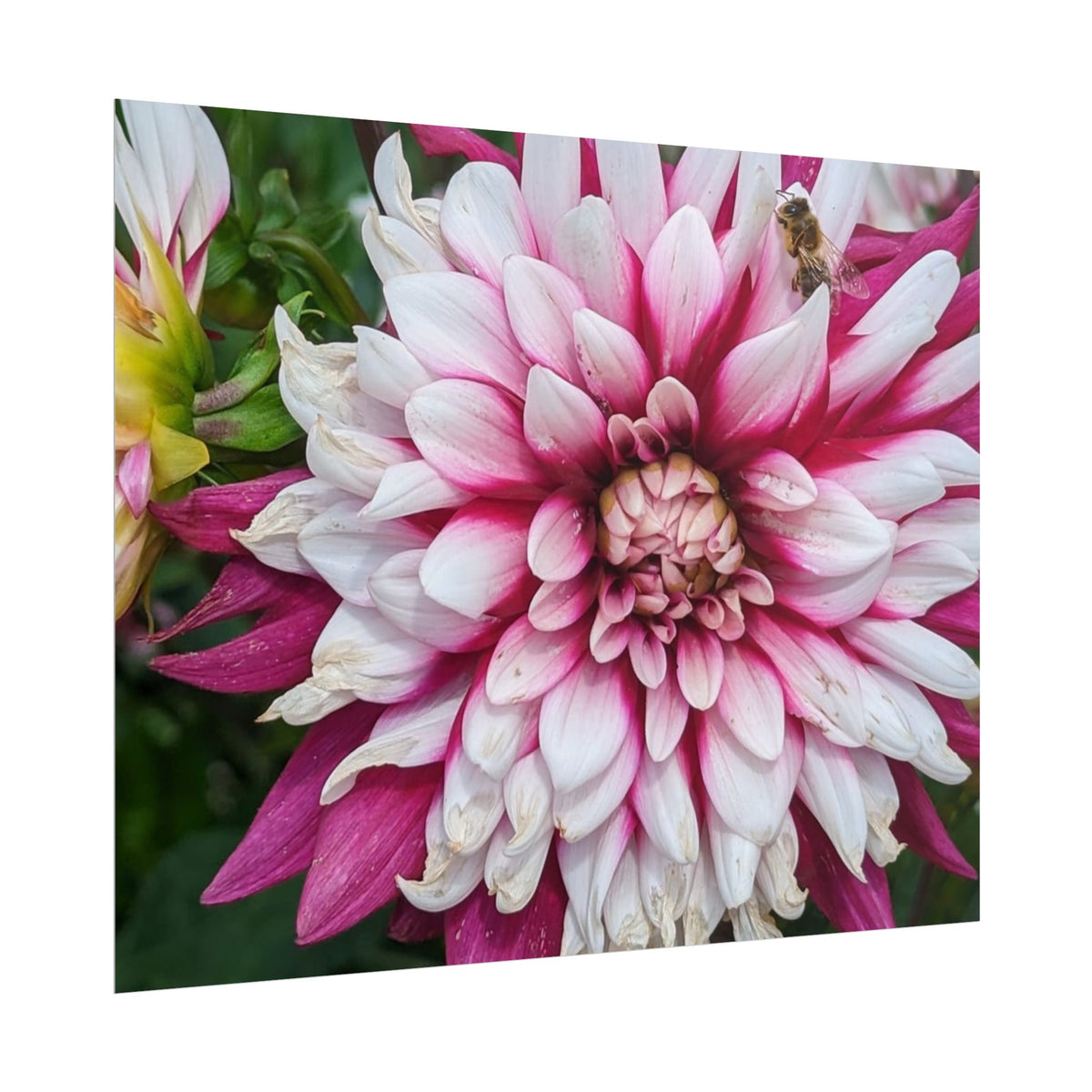Dahlia Botanical Rolled Poster — Pink & White Floral Wall Art
