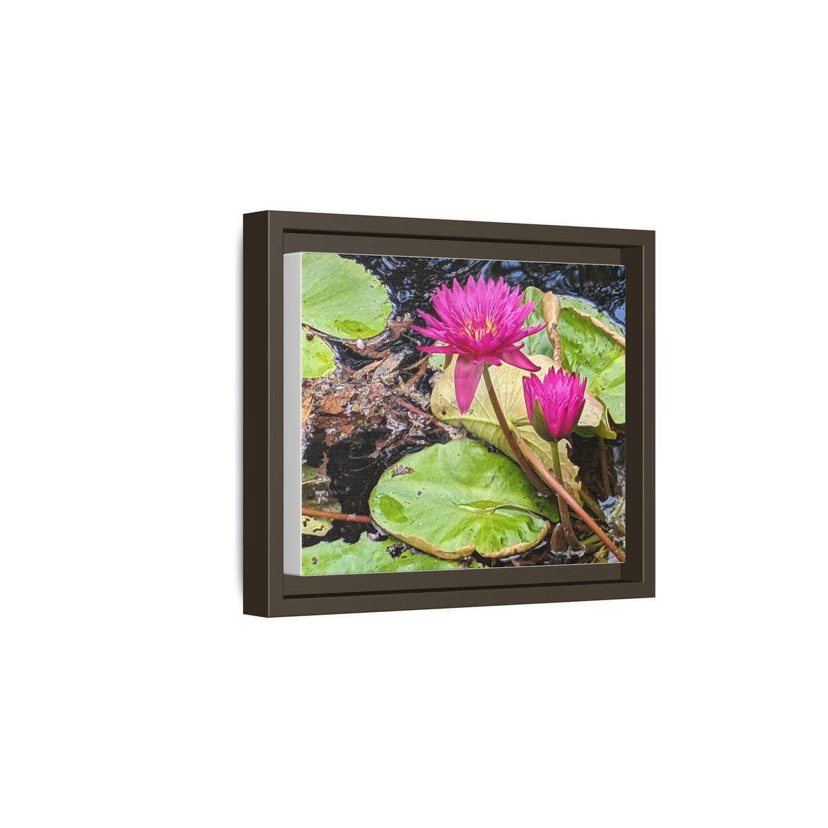 Pink Water Lily Matte Canvas Print (Framed)