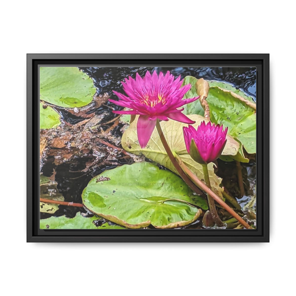 Pink Water Lily Matte Canvas Print (Framed)