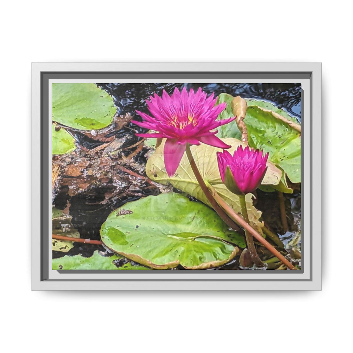 Pink Water Lily Matte Canvas Print (Framed)