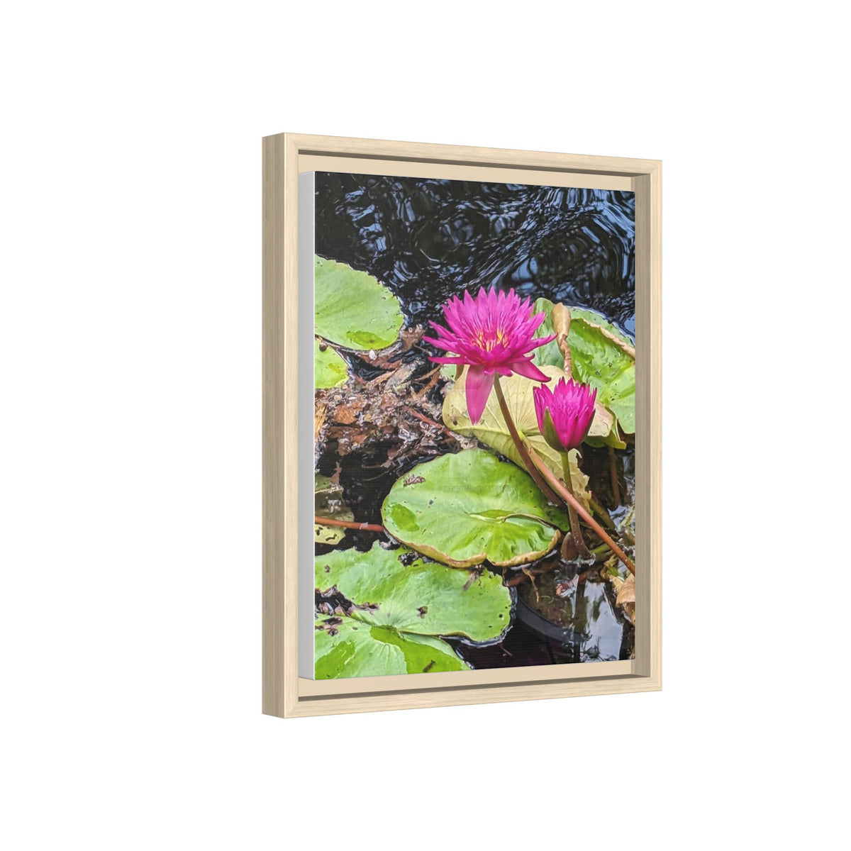 Pink Water Lily Matte Canvas Print (Framed)