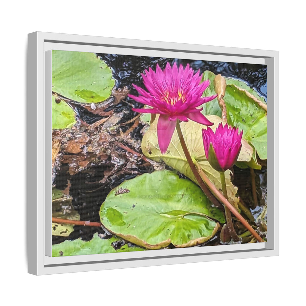 Pink Water Lily Matte Canvas Print (Framed)