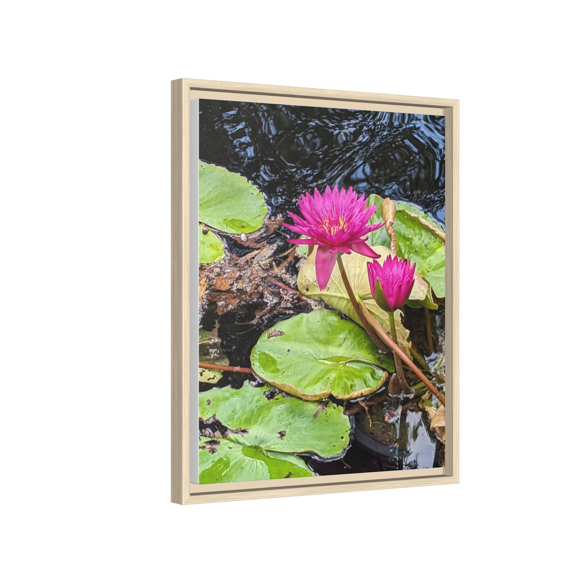 Pink Water Lily Matte Canvas Print (Framed)