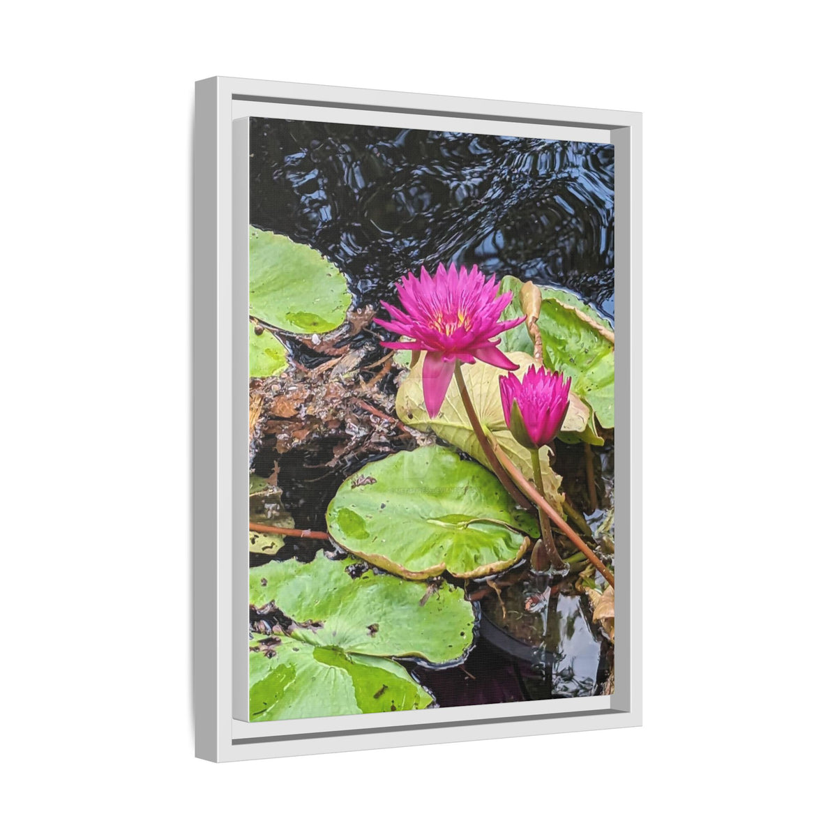 Pink Water Lily Matte Canvas Print (Framed)