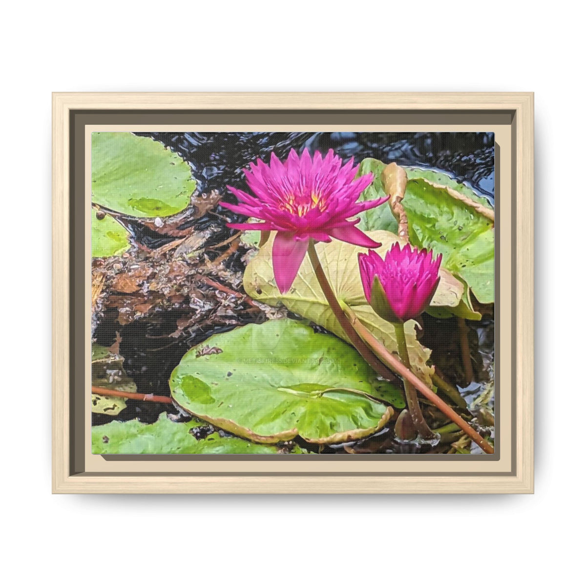 Pink Water Lily Matte Canvas Print (Framed)