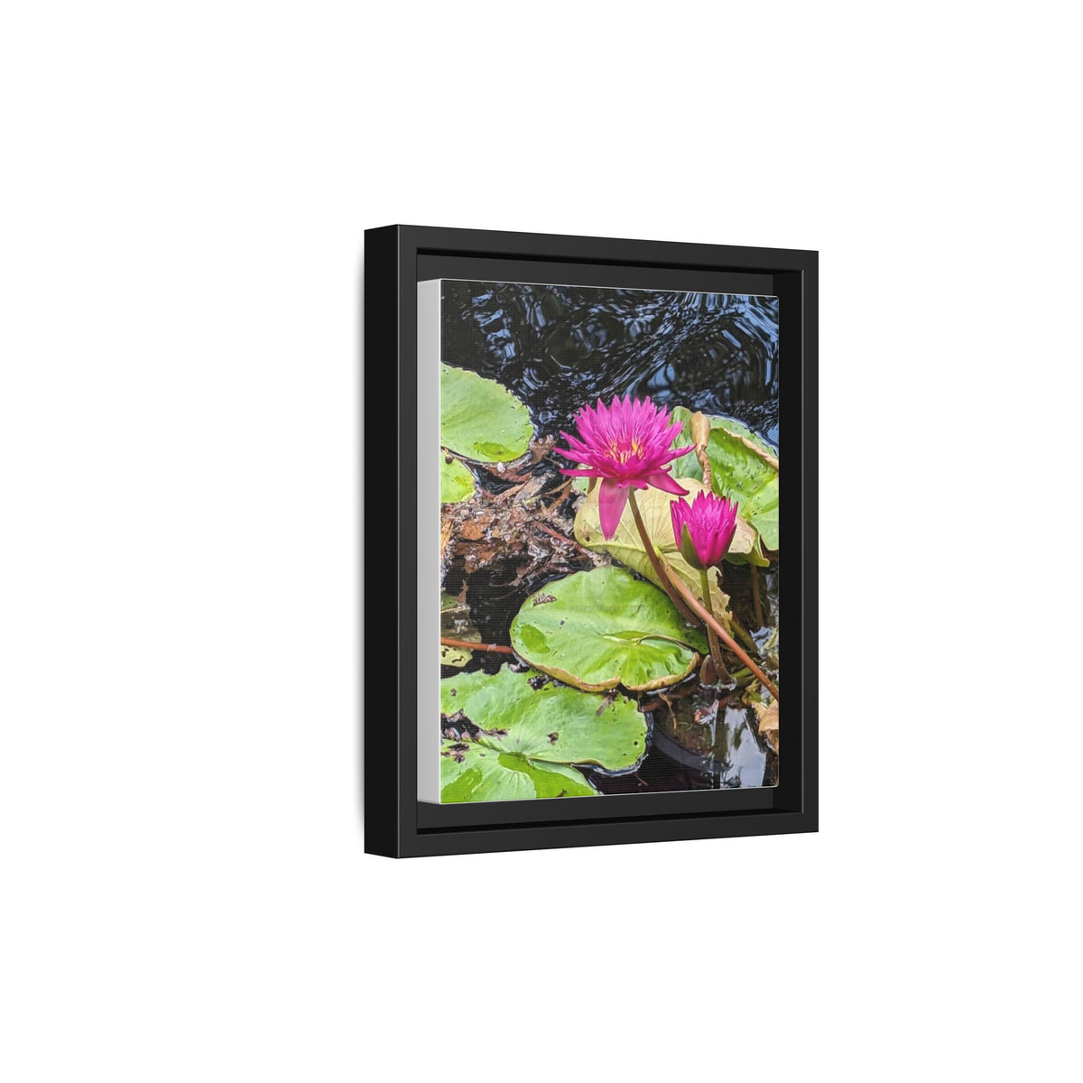 Pink Water Lily Matte Canvas Print (Framed)