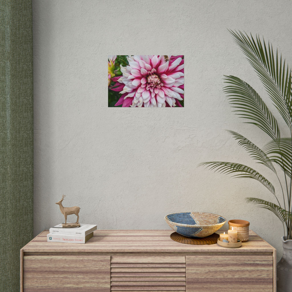 Dahlia Botanical Rolled Poster — Pink & White Floral Wall Art
