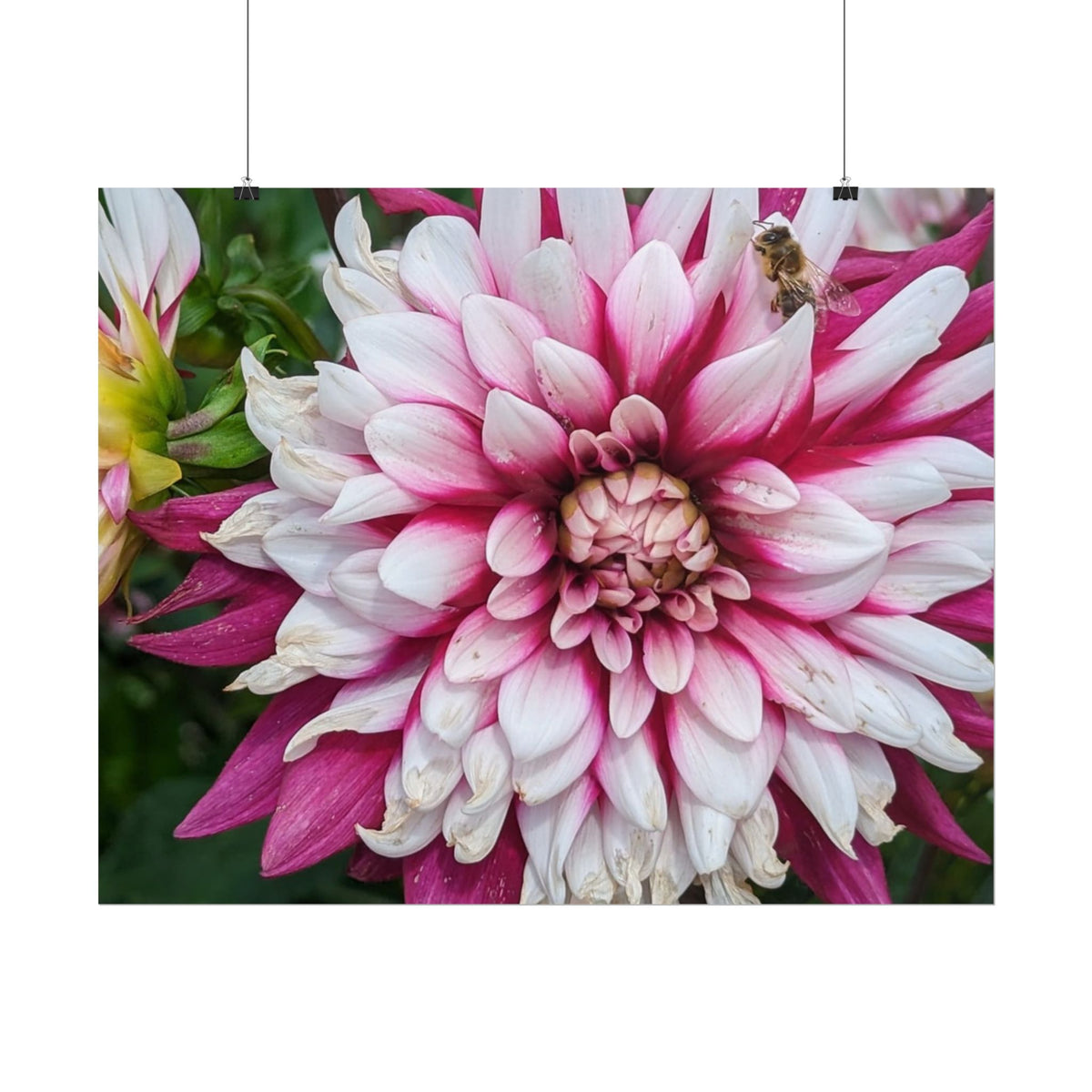 Dahlia Botanical Rolled Poster — Pink & White Floral Wall Art