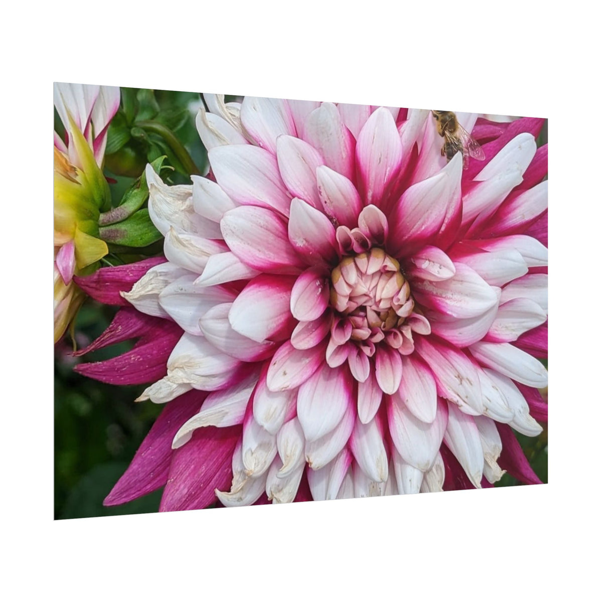 Dahlia Botanical Rolled Poster — Pink & White Floral Wall Art