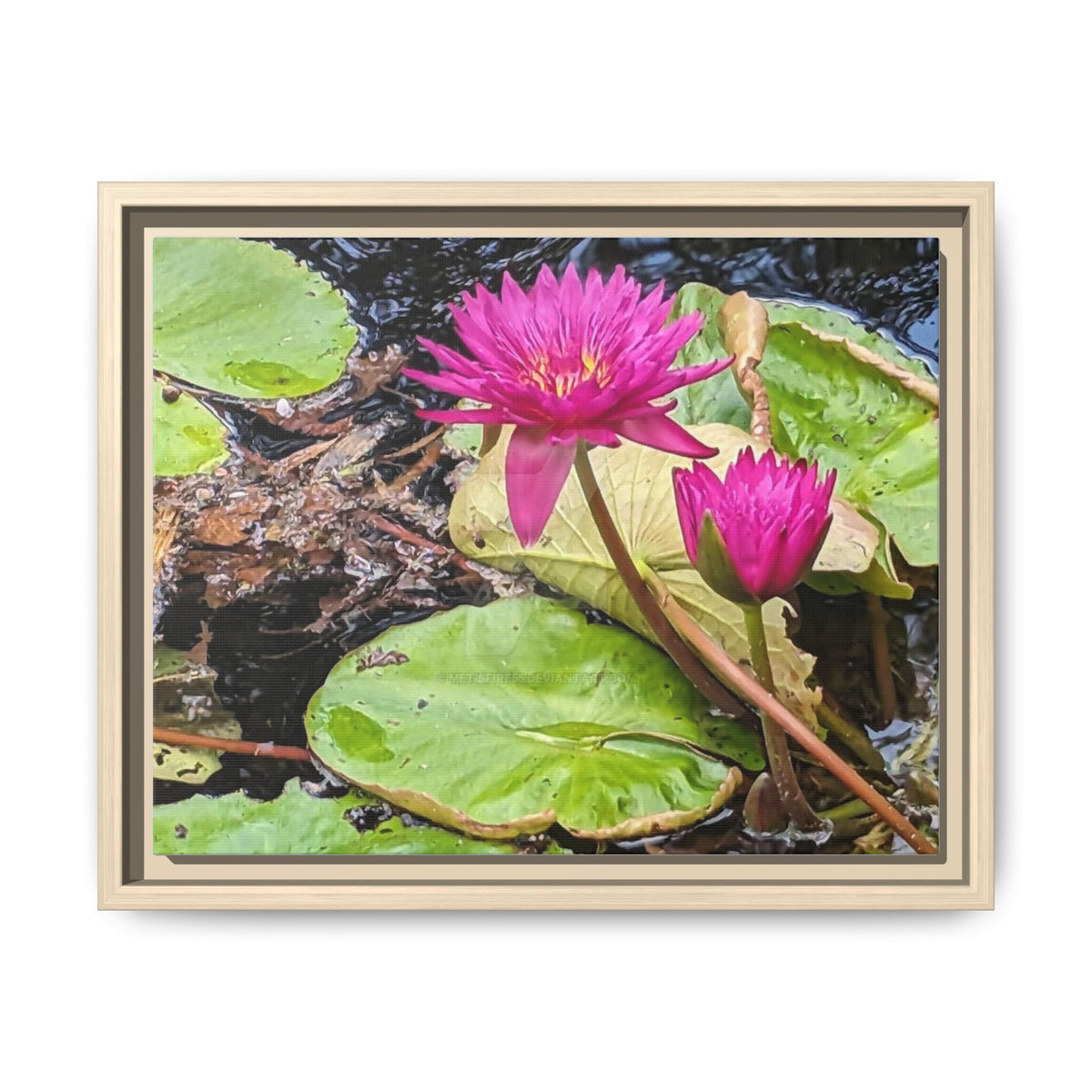 Pink Water Lily Matte Canvas Print (Framed)
