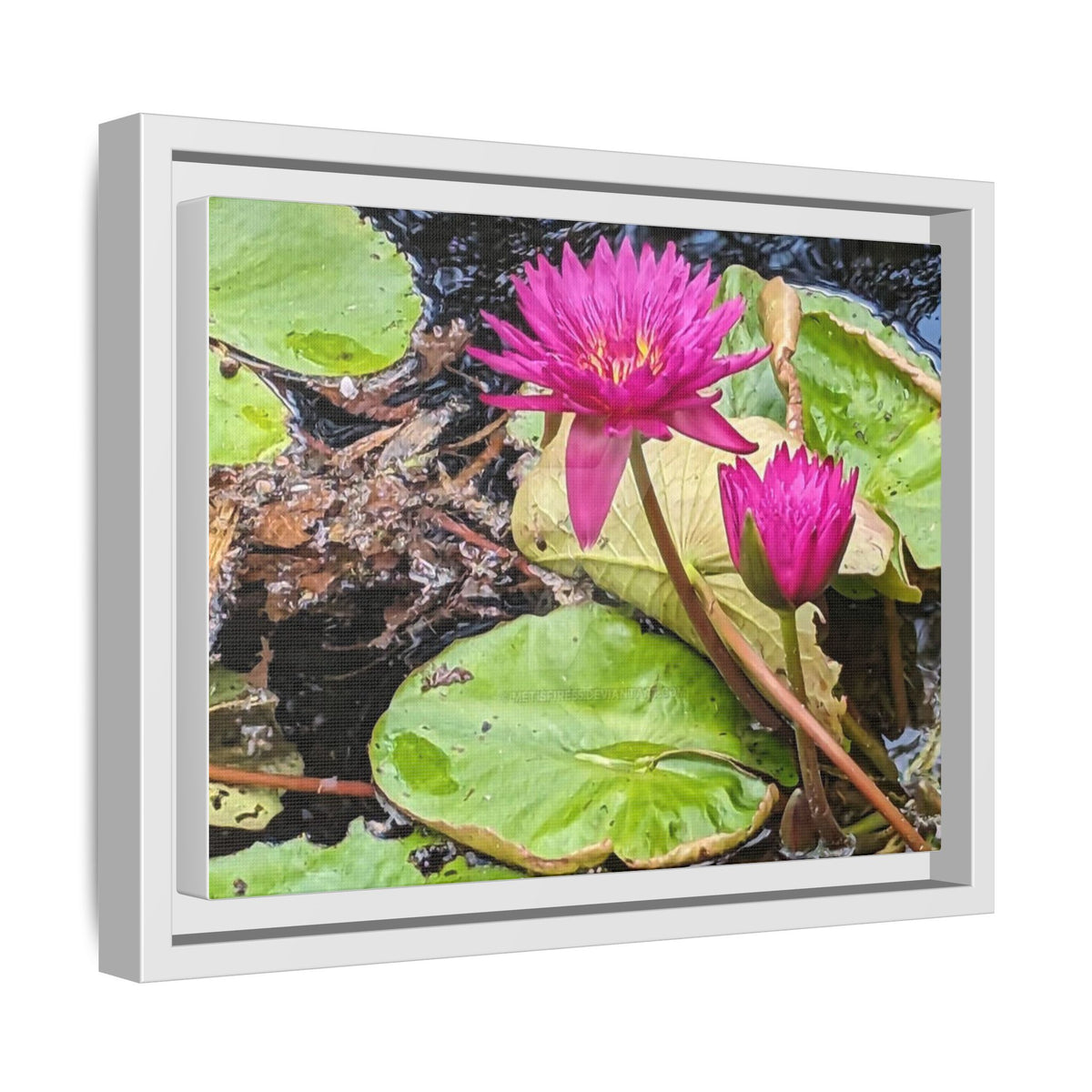 Pink Water Lily Matte Canvas Print (Framed)