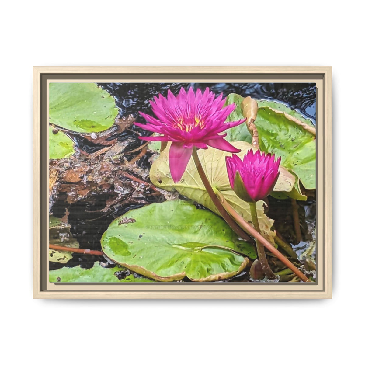 Pink Water Lily Matte Canvas Print (Framed)