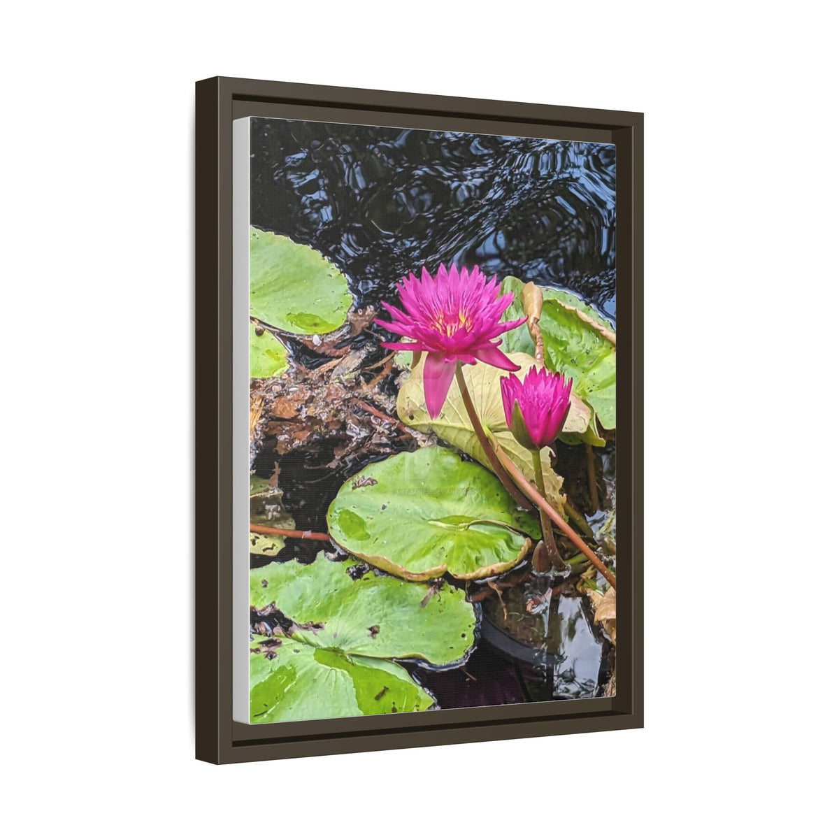 Pink Water Lily Matte Canvas Print (Framed)