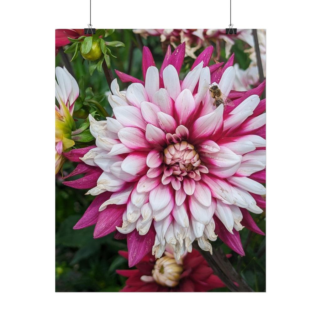 Dahlia Botanical Rolled Poster — Pink & White Floral Wall Art