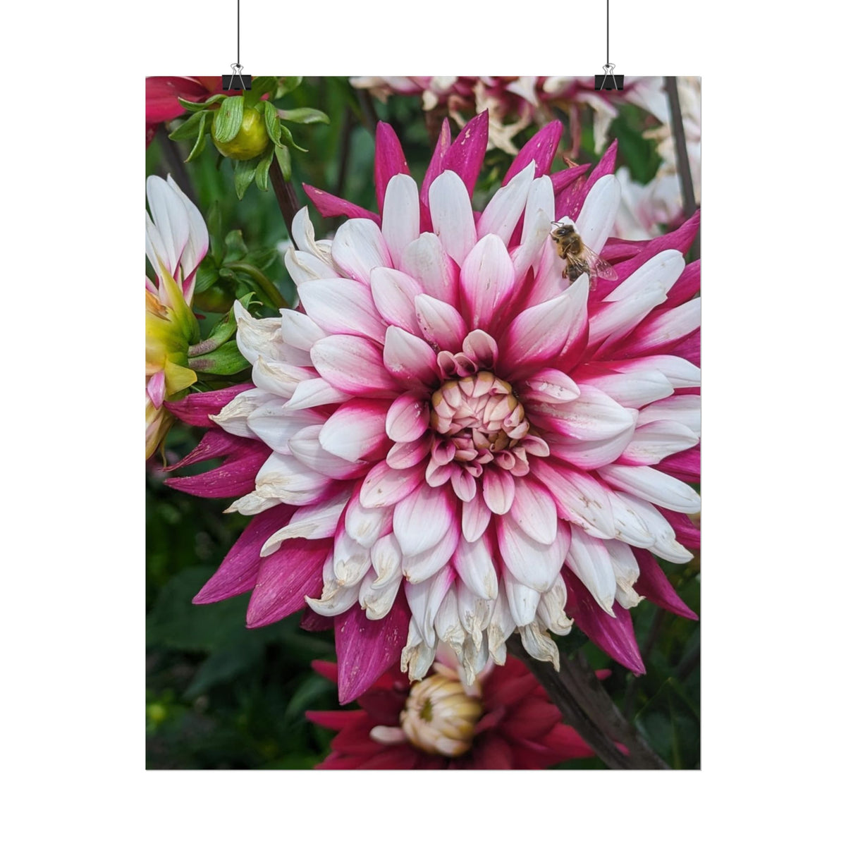 Dahlia Botanical Rolled Poster — Pink & White Floral Wall Art