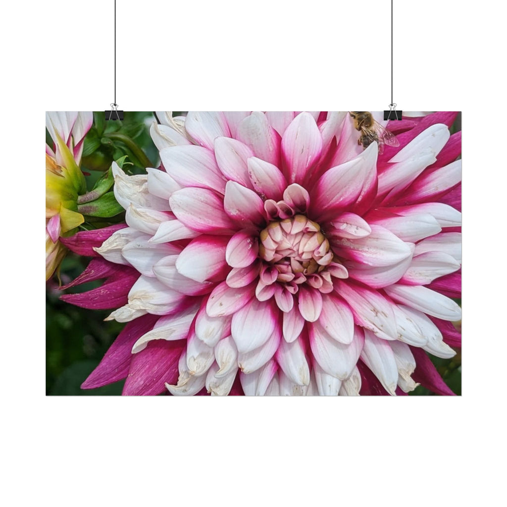 Dahlia Botanical Rolled Poster — Pink & White Floral Wall Art