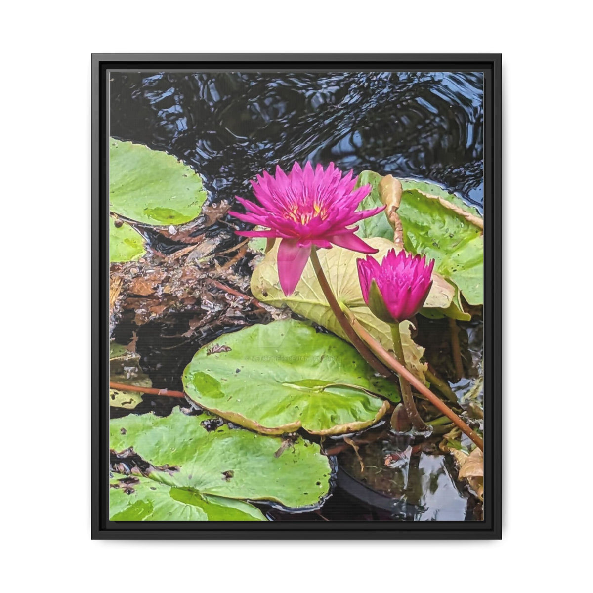 Pink Water Lily Matte Canvas Print (Framed)