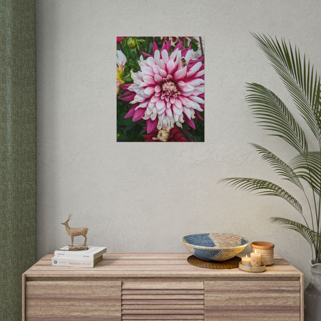 Dahlia Botanical Rolled Poster — Pink & White Floral Wall Art