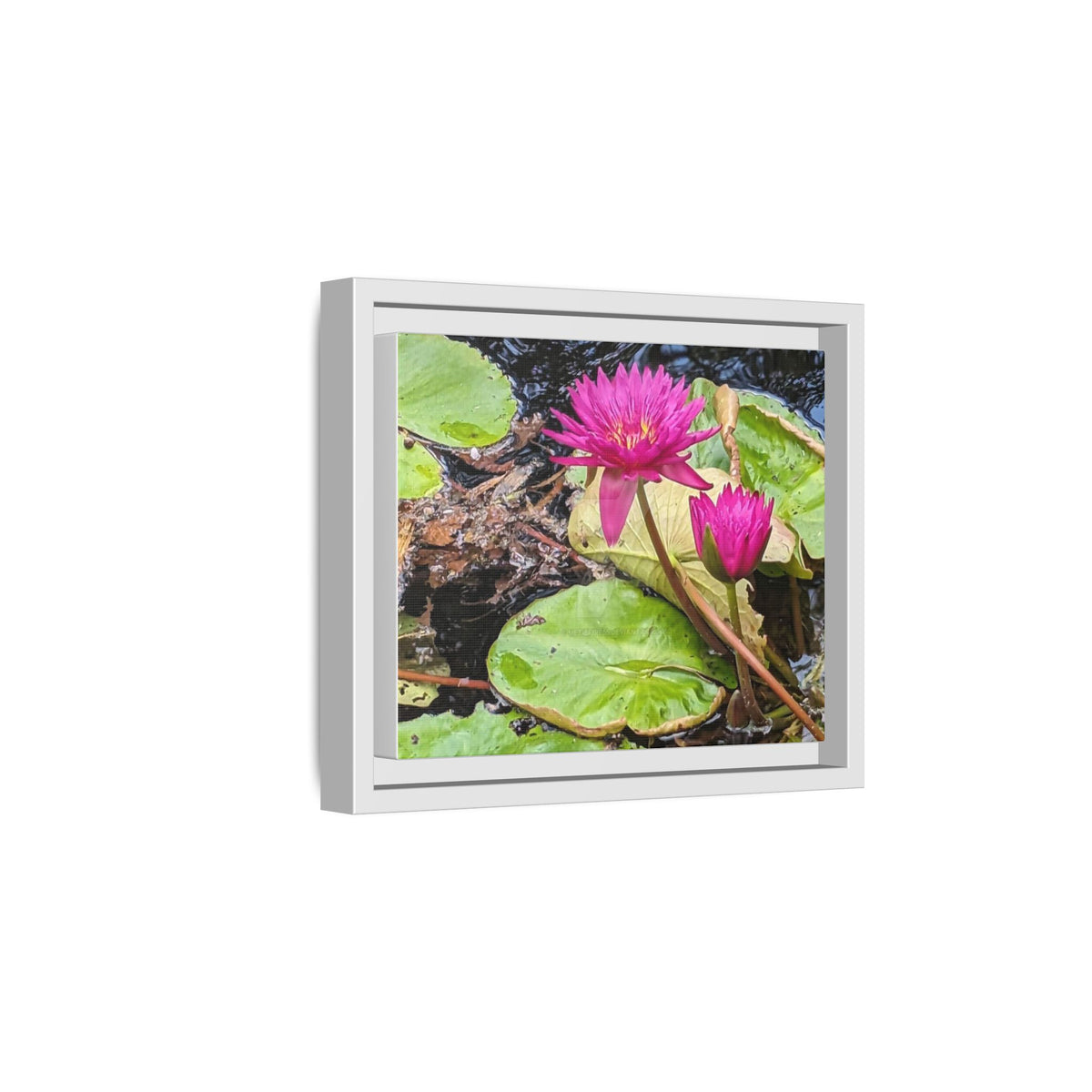 Pink Water Lily Matte Canvas Print (Framed)
