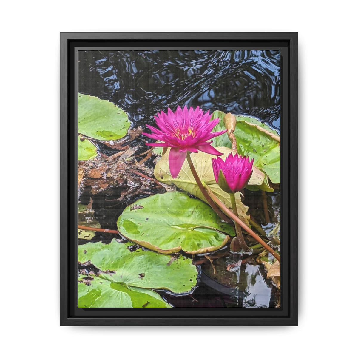 Pink Water Lily Matte Canvas Print (Framed)