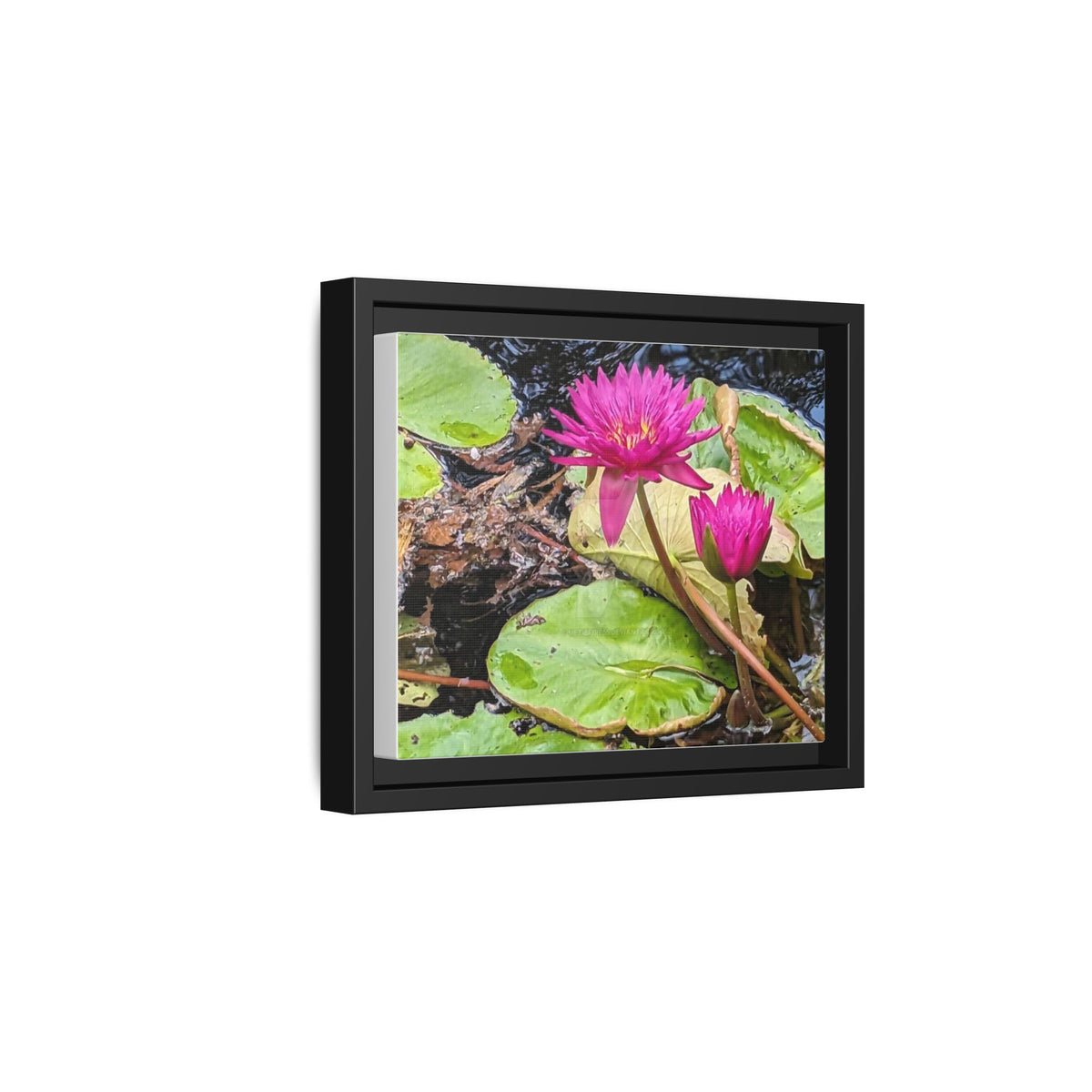 Pink Water Lily Matte Canvas Print (Framed)