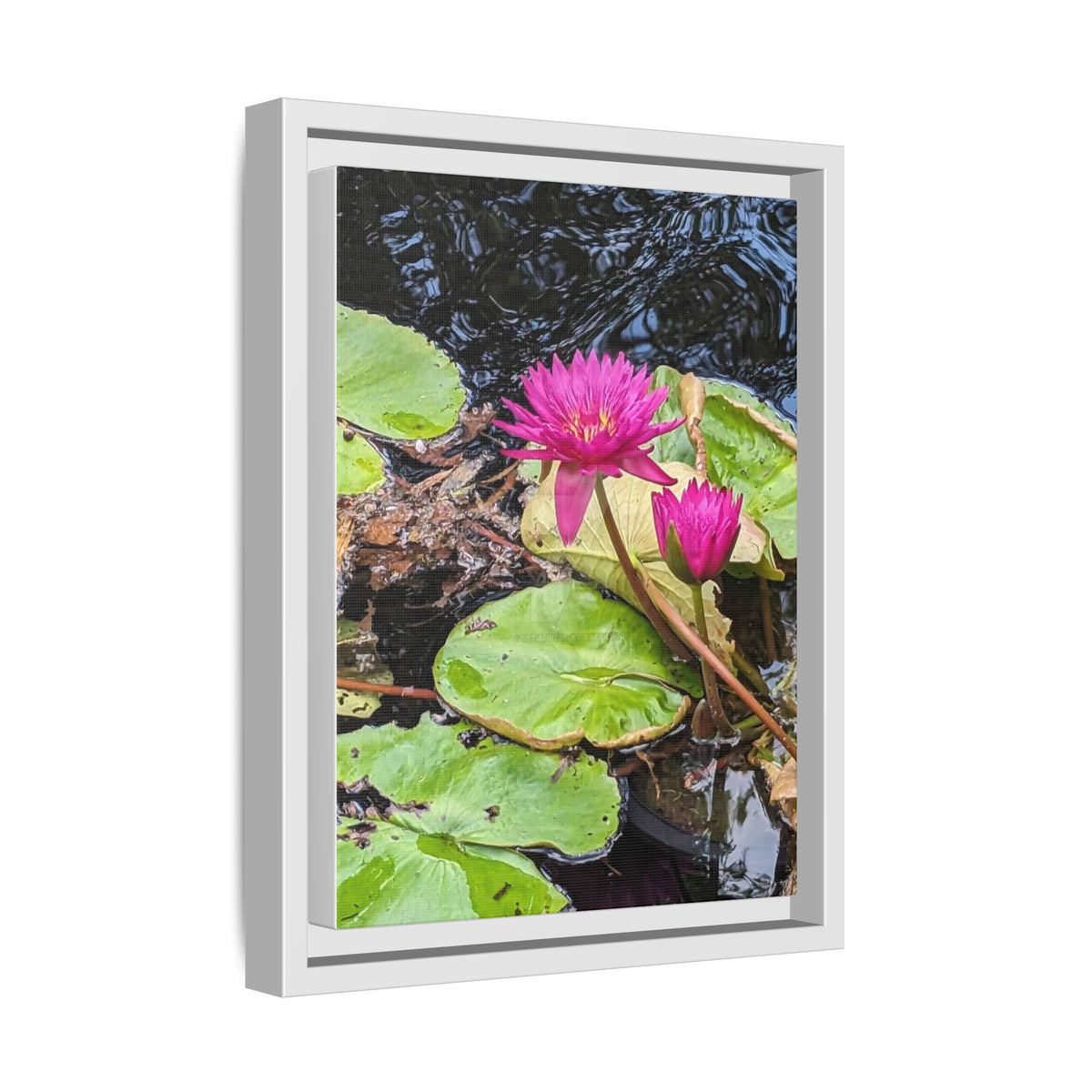 Pink Water Lily Matte Canvas Print (Framed)
