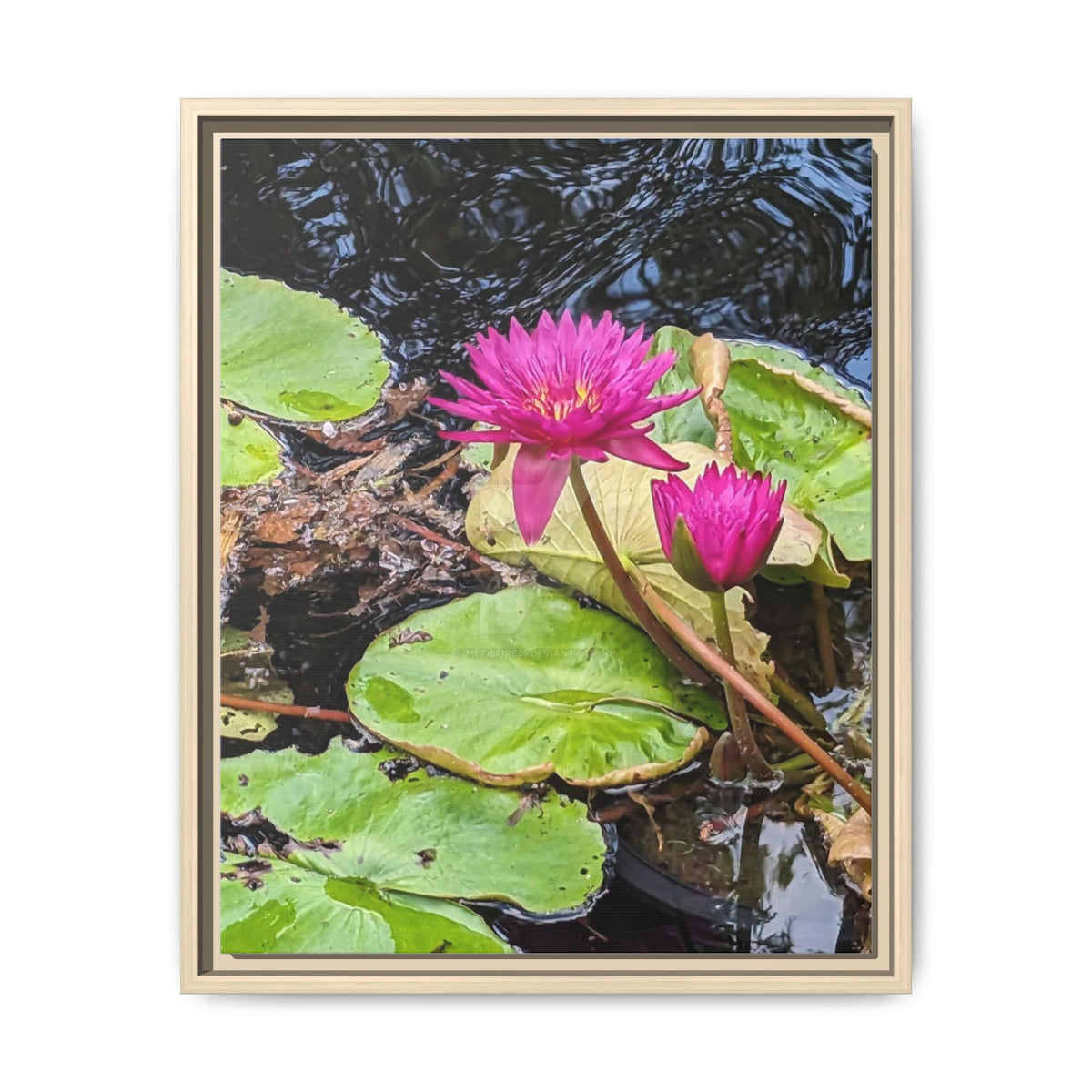 Pink Water Lily Matte Canvas Print (Framed)
