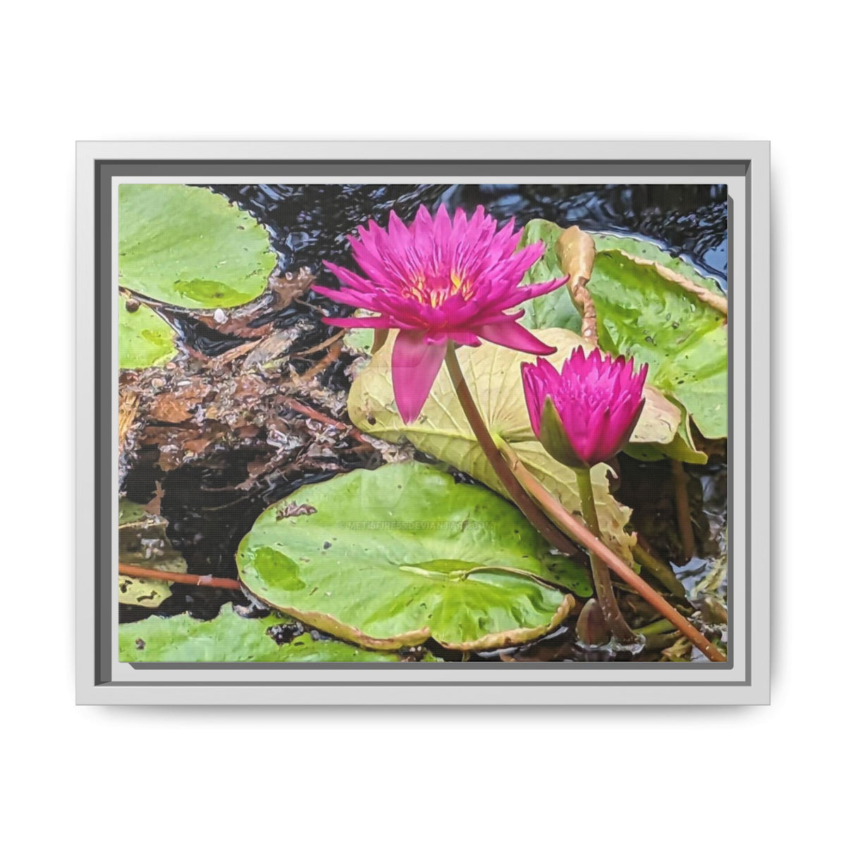 Pink Water Lily Matte Canvas Print (Framed)