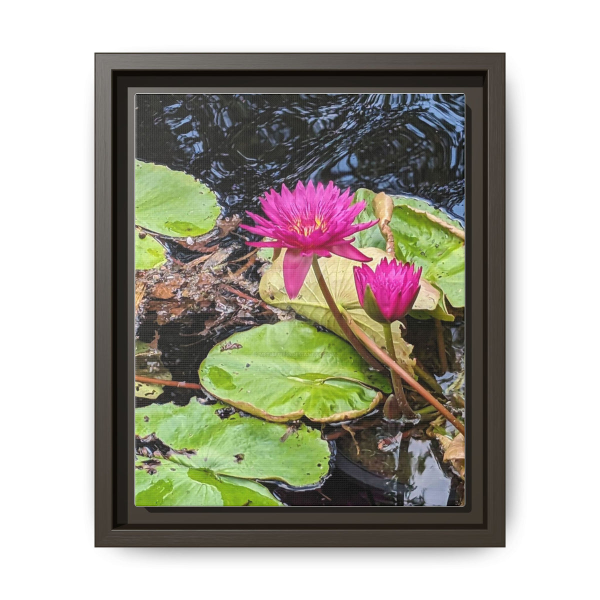 Pink Water Lily Matte Canvas Print (Framed)