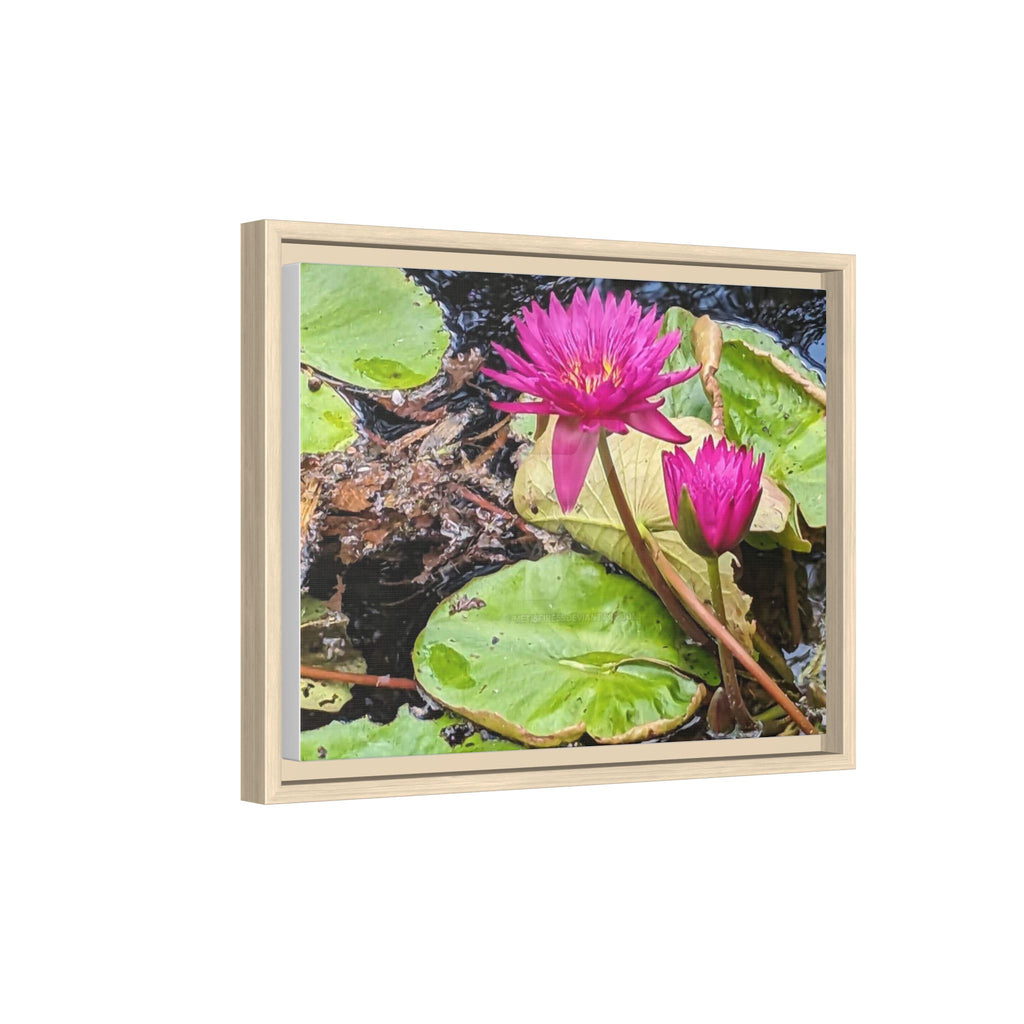 Pink Water Lily Matte Canvas Print (Framed)