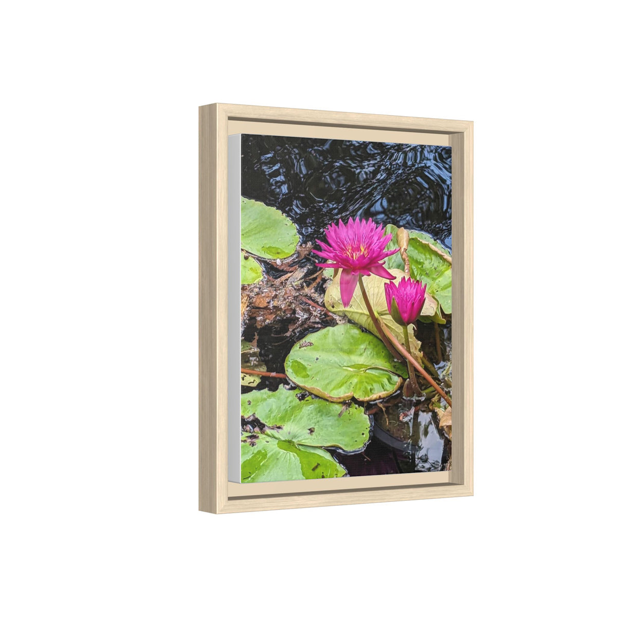 Pink Water Lily Matte Canvas Print (Framed)