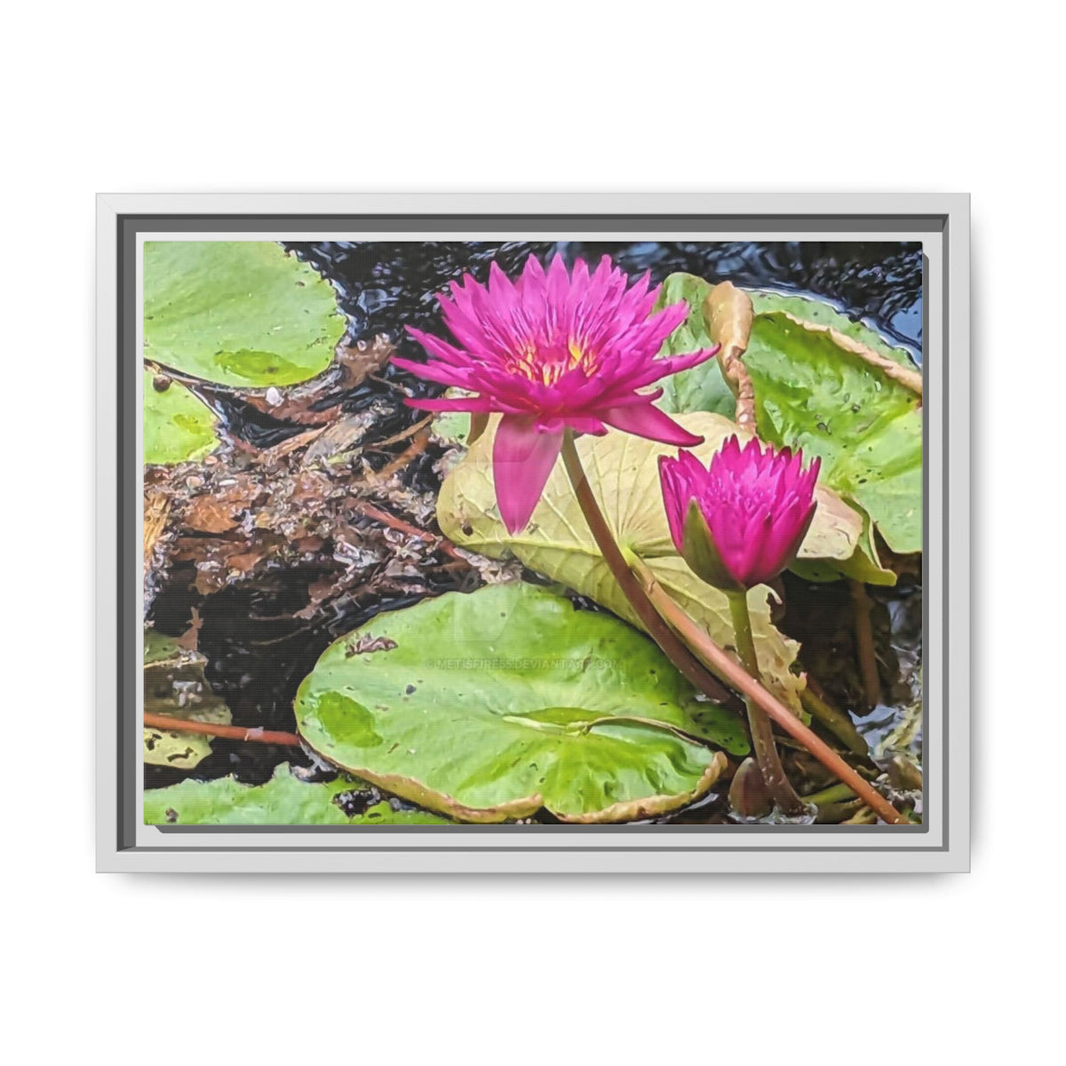 Pink Water Lily Matte Canvas Print (Framed)