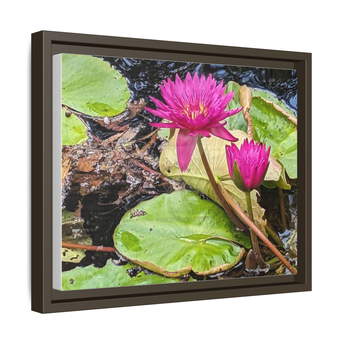 Pink Water Lily Matte Canvas Print (Framed)