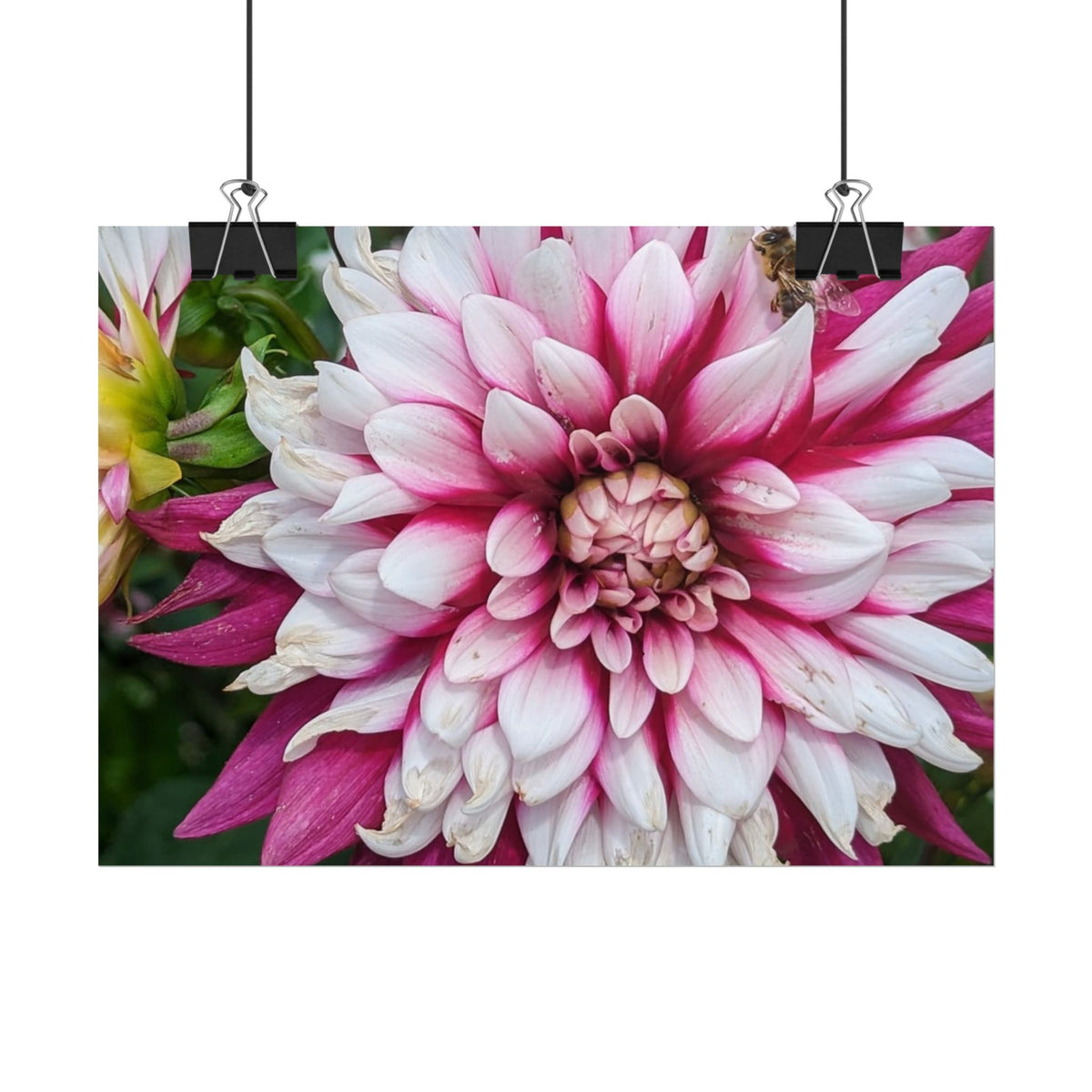 Dahlia Botanical Rolled Poster — Pink & White Floral Wall Art