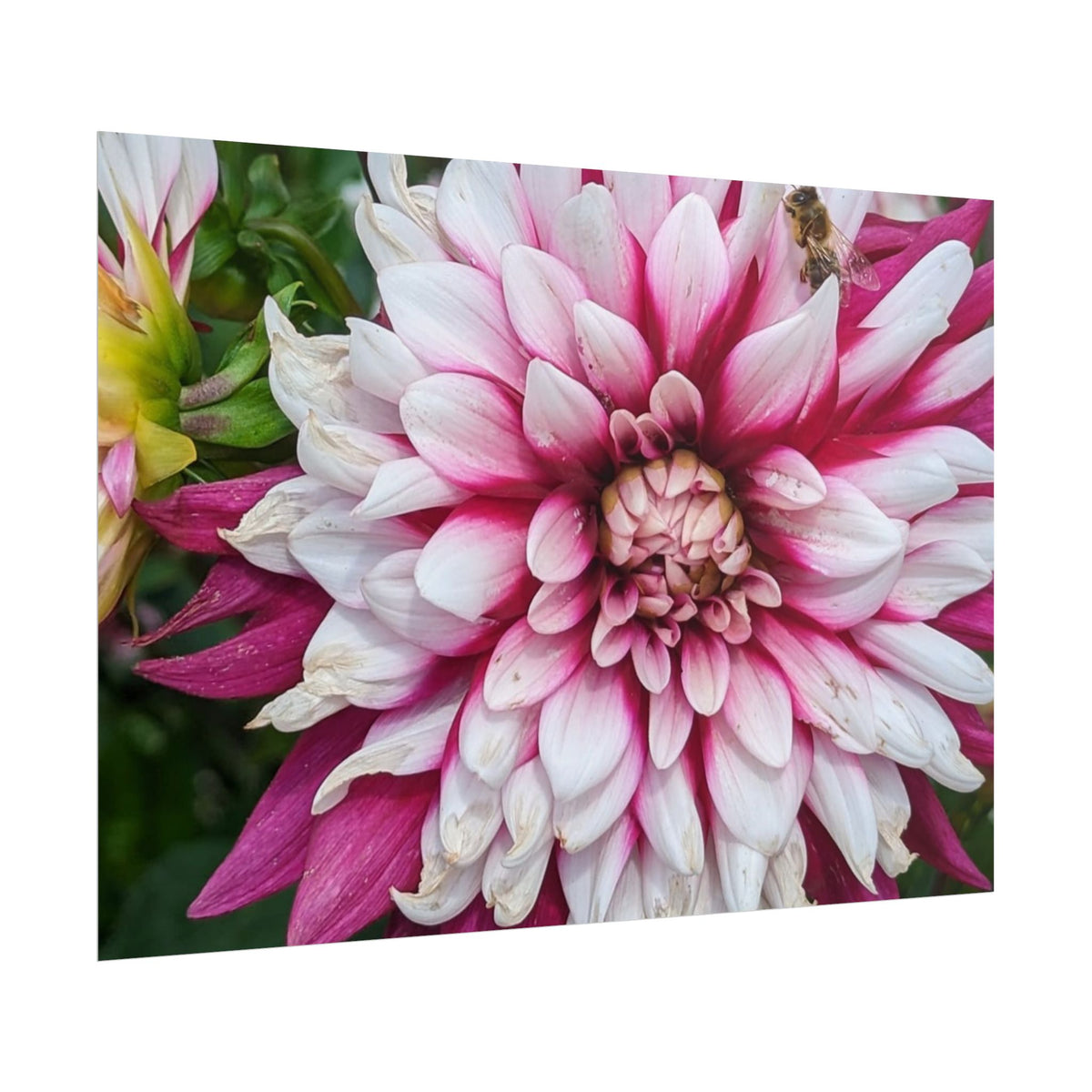 Dahlia Botanical Rolled Poster — Pink & White Floral Wall Art