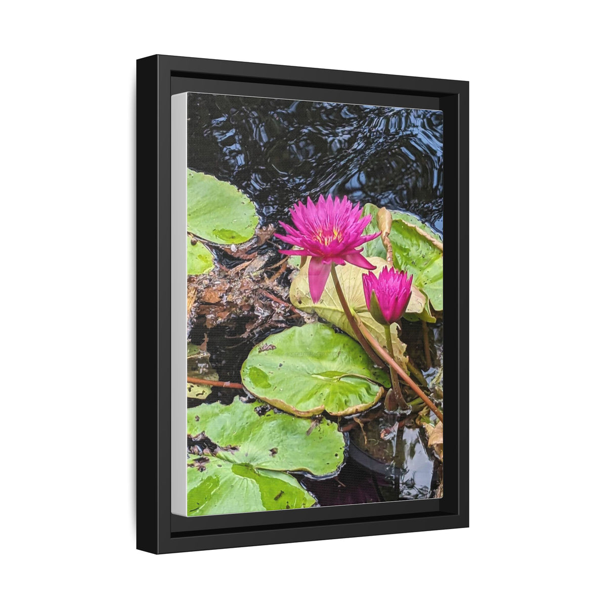 Pink Water Lily Matte Canvas Print (Framed)