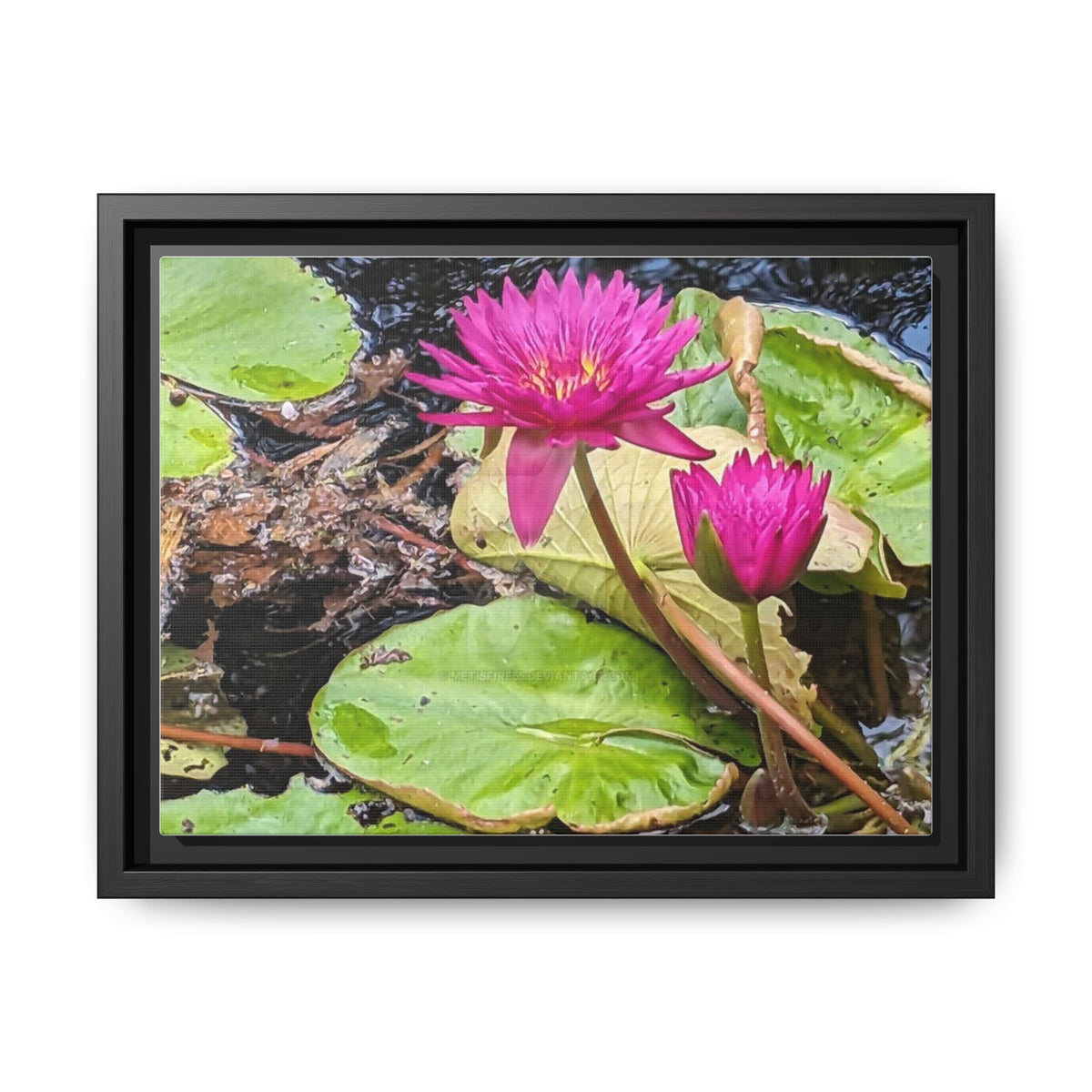 Pink Water Lily Matte Canvas Print (Framed)