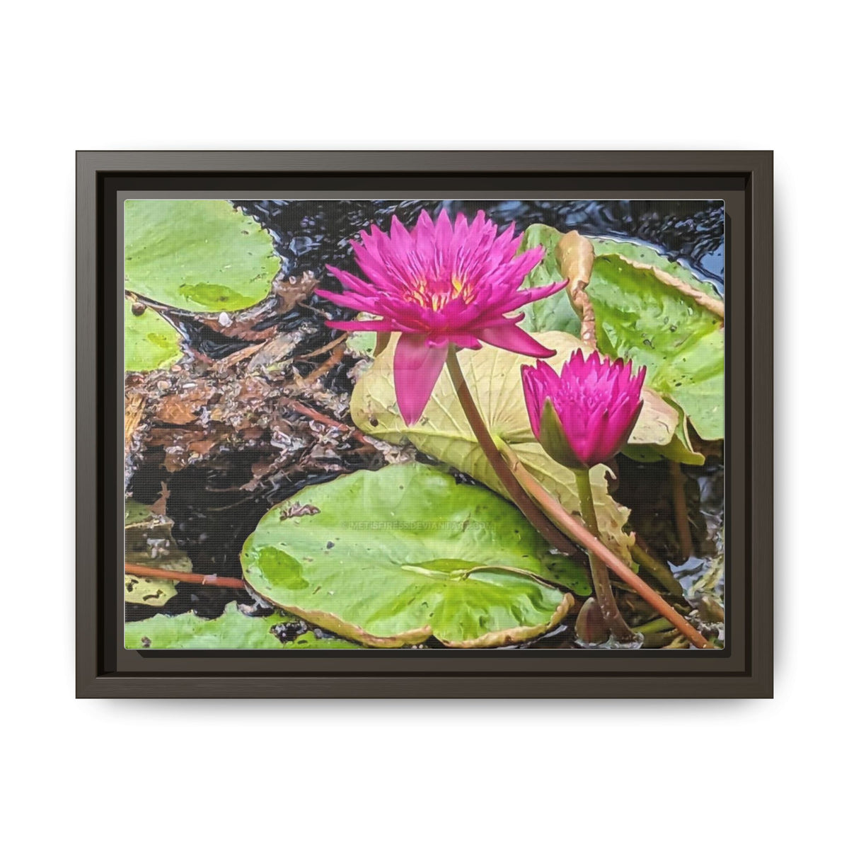 Pink Water Lily Matte Canvas Print (Framed)