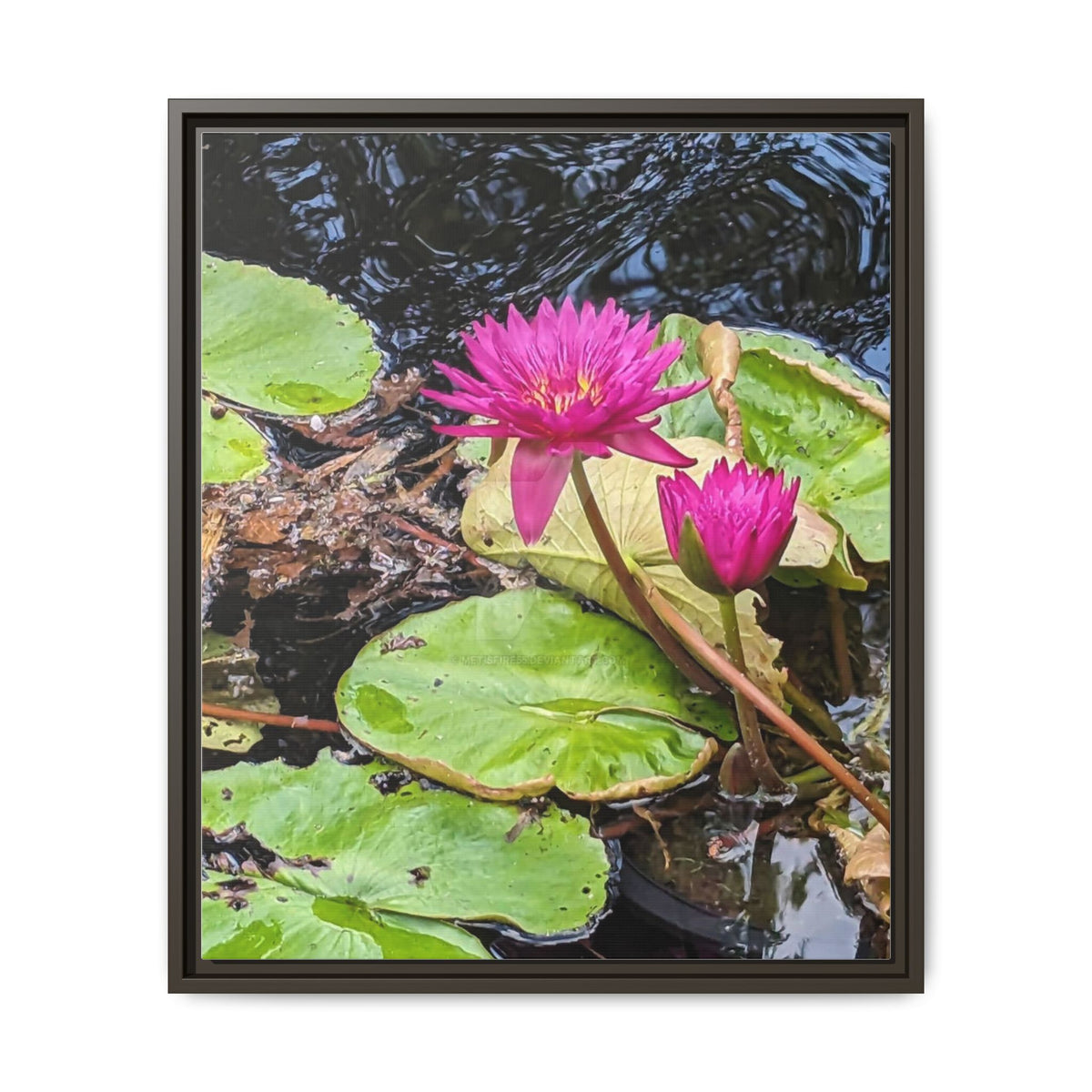 Pink Water Lily Matte Canvas Print (Framed)