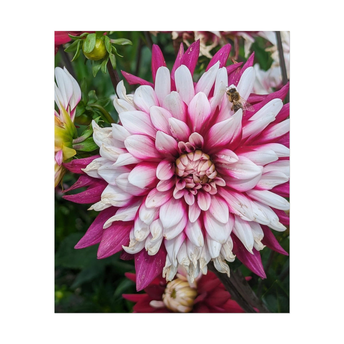 Dahlia Botanical Rolled Poster — Pink & White Floral Wall Art