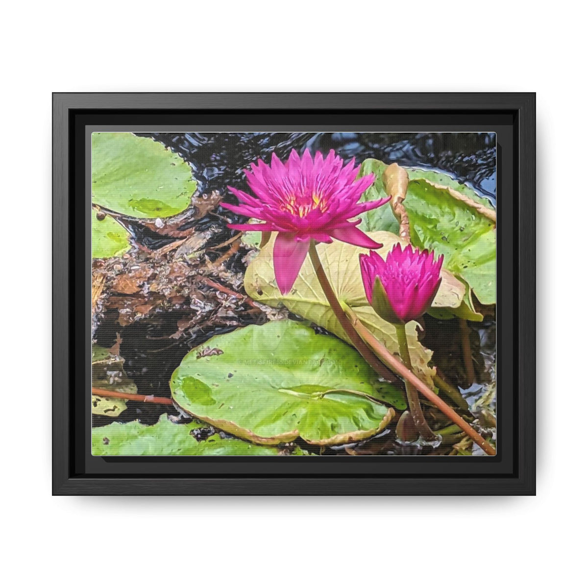 Pink Water Lily Matte Canvas Print (Framed)