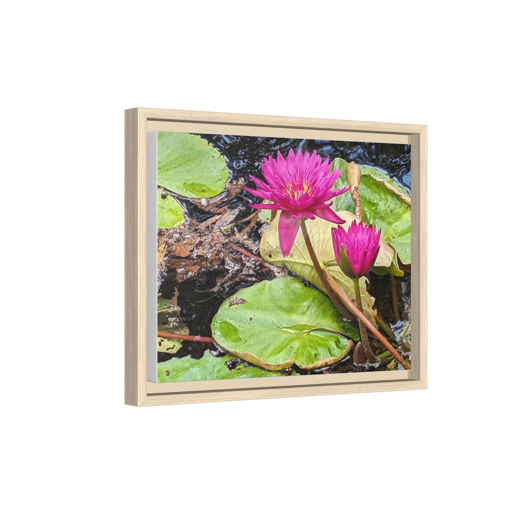 Pink Water Lily Matte Canvas Print (Framed)