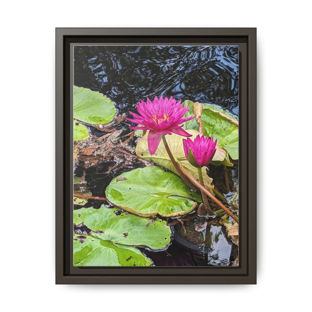 Pink Water Lily Matte Canvas Print (Framed)