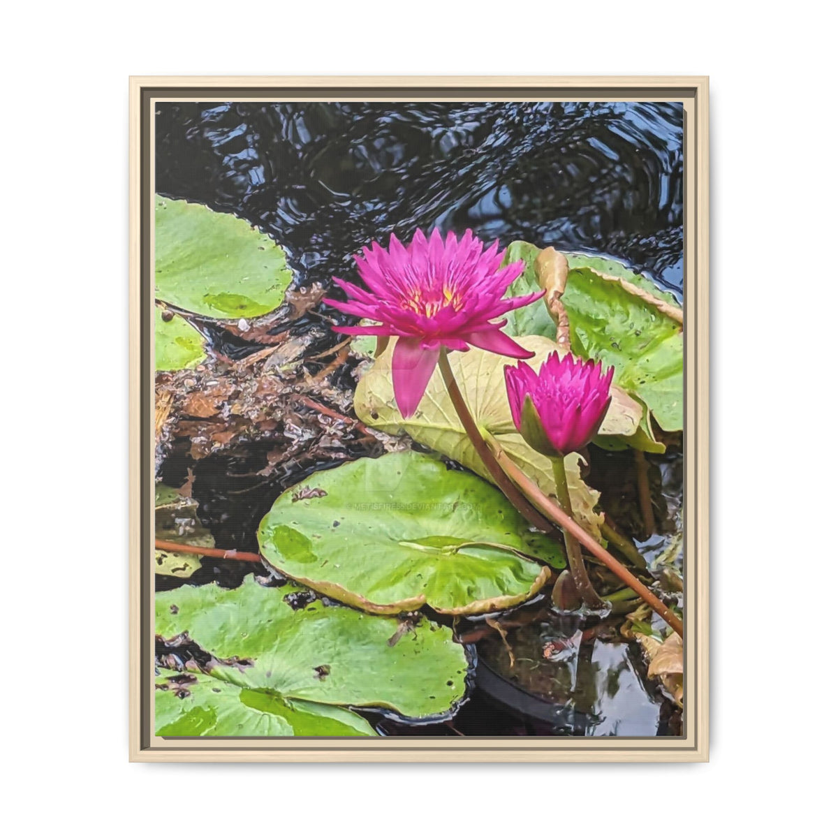 Pink Water Lily Matte Canvas Print (Framed)