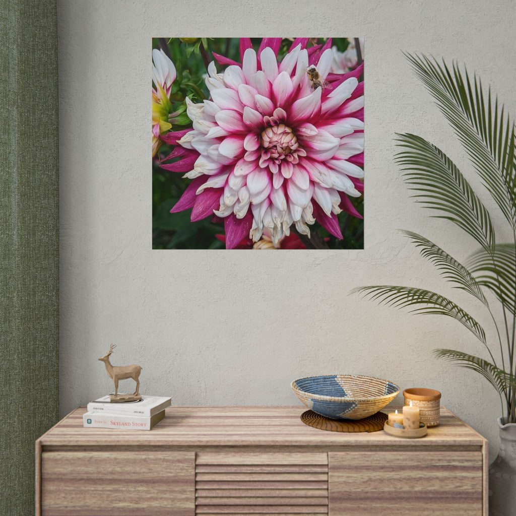 Dahlia Botanical Rolled Poster — Pink & White Floral Wall Art